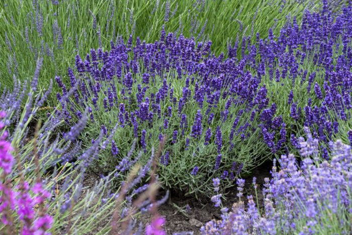 Lawenda wąskolistna „Hidcote Blue” - Lavandula angustifolia Hidcote Blue - Image 3