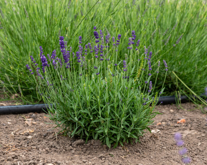 Lawenda wąskolistna „Hidcote Blue” - Lavandula angustifolia Hidcote Blue - Image 2