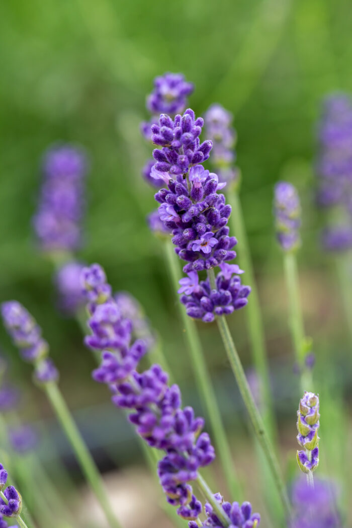 Lawenda wąskolistna „Hidcote Blue” - Lavandula angustifolia Hidcote Blue - Image 4