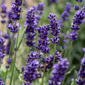 Lawenda wąskolistna „Hidcote Blue” - Lavandula angustifolia Hidcote Blue