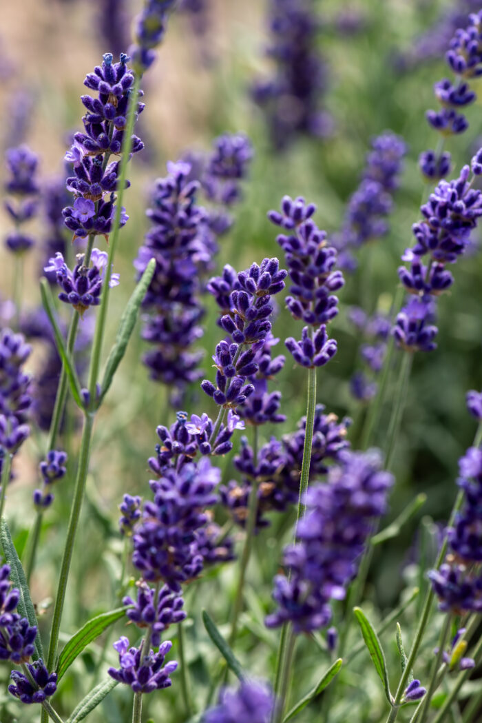 Lawenda wąskolistna „Hidcote Blue” - Lavandula angustifolia Hidcote Blue - Image 1