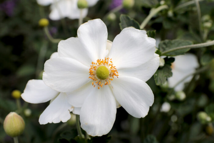 Zawilec mieszańcowy "Honorine Jobert" - Anemone hybrida Honorine Jobert - Image 6