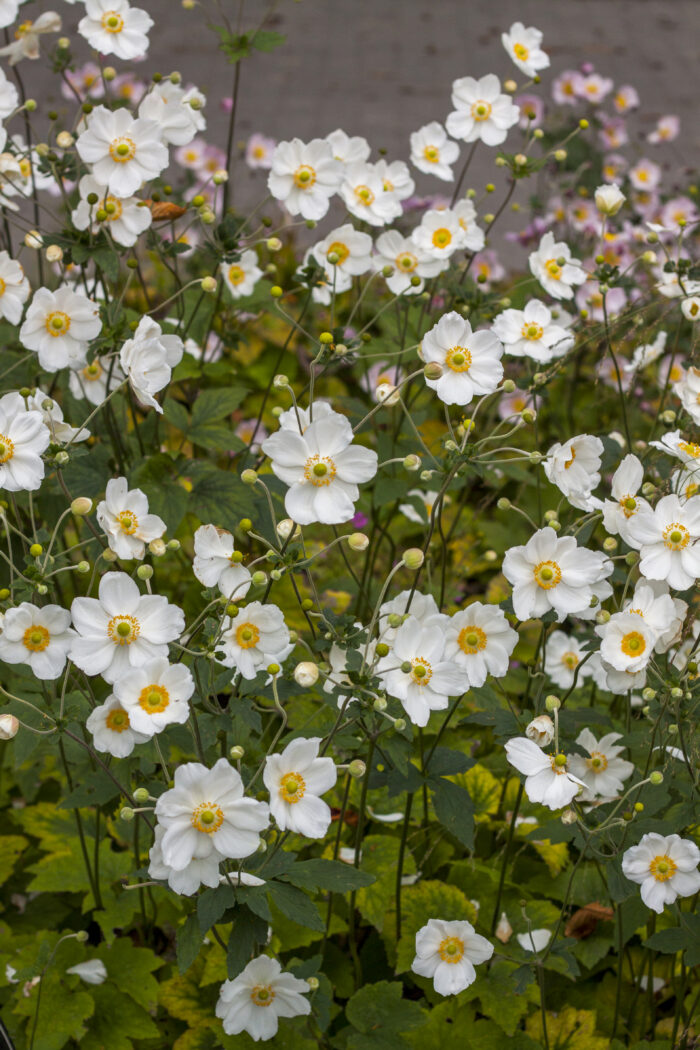 Zawilec mieszańcowy "Honorine Jobert" - Anemone hybrida Honorine Jobert - Image 4