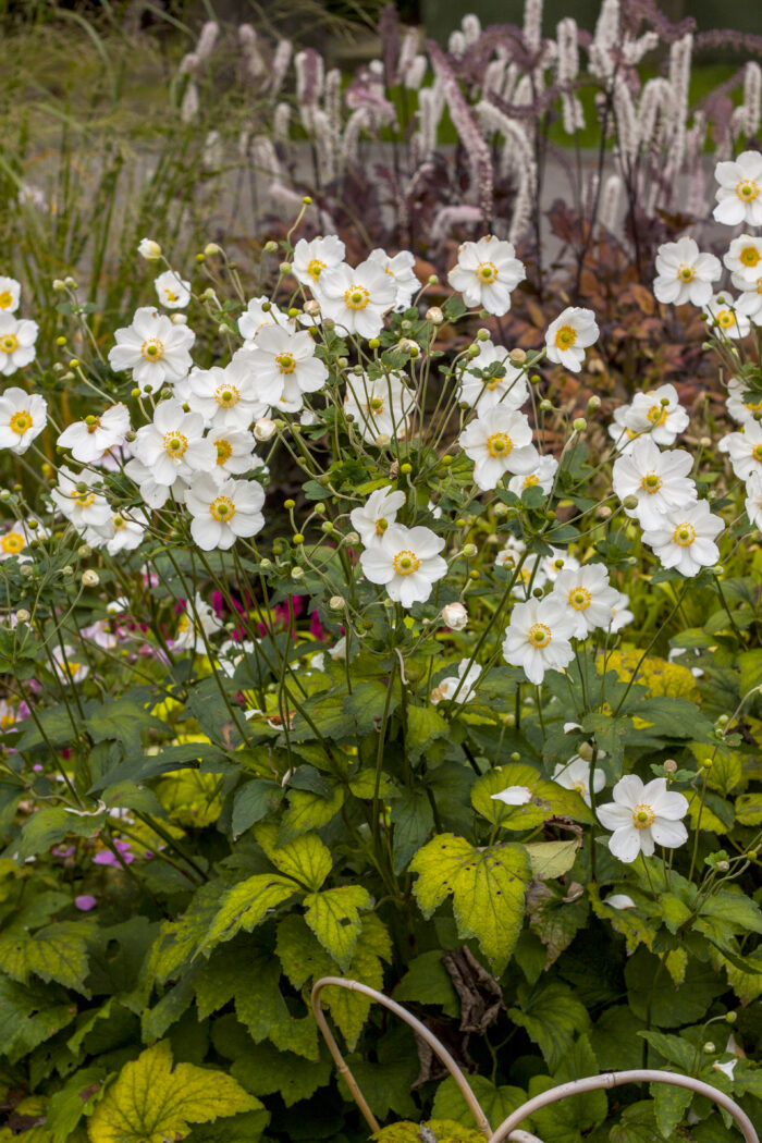 Zawilec mieszańcowy "Honorine Jobert" - Anemone hybrida Honorine Jobert - Image 3