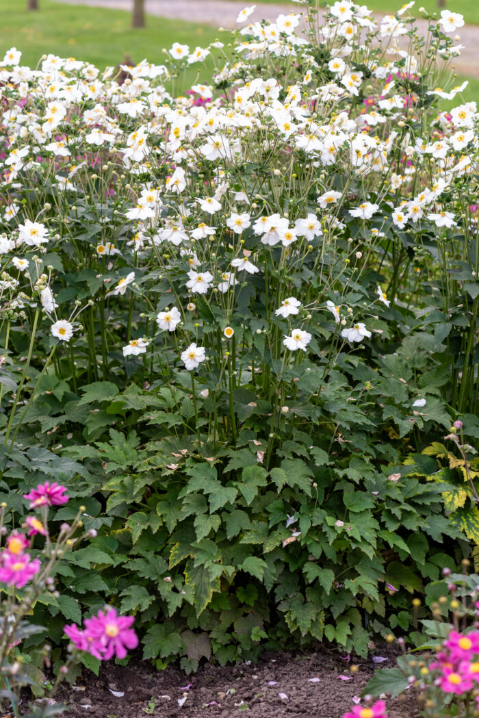 Zawilec mieszańcowy "Honorine Jobert" - Anemone hybrida Honorine Jobert - Image 2