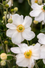 Zawilec mieszańcowy "Honorine Jobert" - Anemone hybrida Honorine Jobert