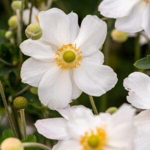 Zawilec mieszańcowy "Honorine Jobert" - Anemone hybrida Honorine Jobert