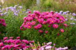 Aster krzaczasty „Jenny” - Aster dumosus Jenny - Image 2