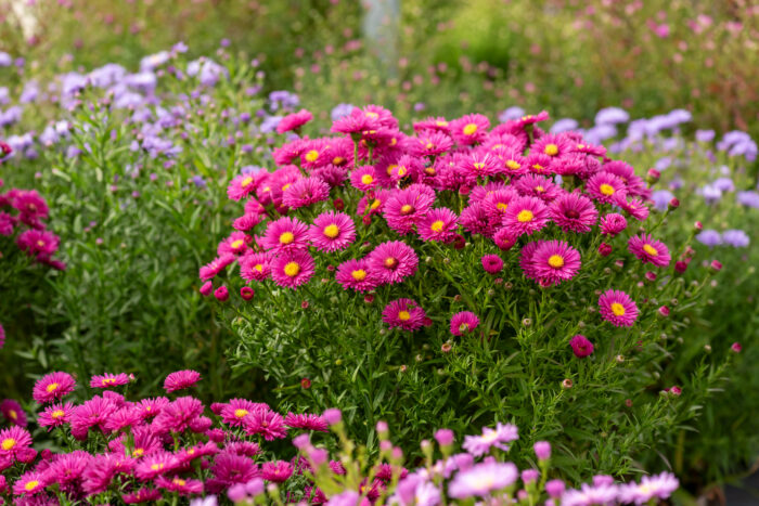Aster krzaczasty „Jenny” - Aster dumosus Jenny - Image 2
