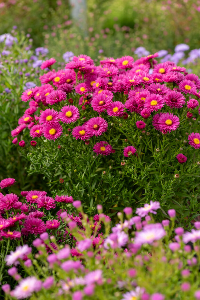 Aster krzaczasty „Jenny” - Aster dumosus Jenny - Image 4
