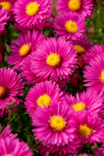 Aster krzaczasty „Jenny” - Aster dumosus Jenny
