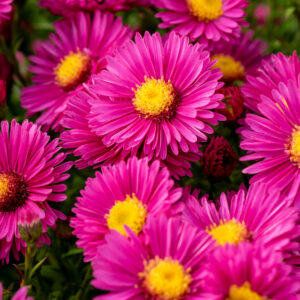 Aster krzaczasty „Jenny” - Aster dumosus Jenny