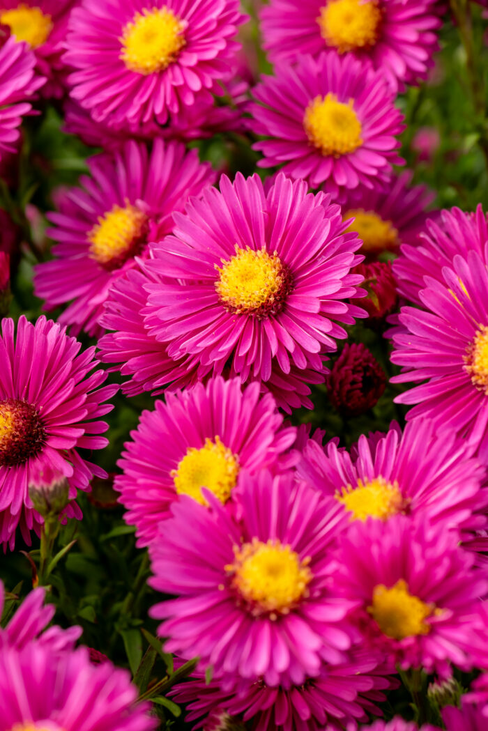 Aster krzaczasty „Jenny” - Aster dumosus Jenny - Image 1