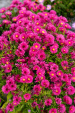 Aster krzaczasty „Jenny” - Aster dumosus Jenny - Image 3