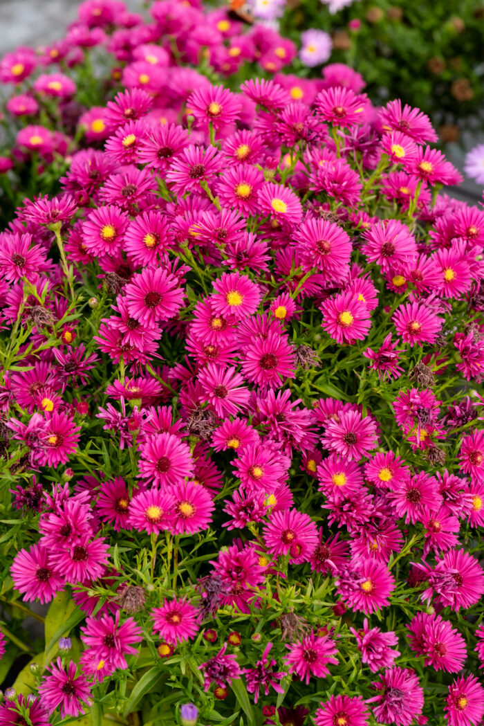 Aster krzaczasty „Jenny” - Aster dumosus Jenny - Image 3