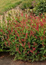 Rdest himalajski „Keep Smiling” - Persicaria amplexicaulis Keep Smiling - Image 4