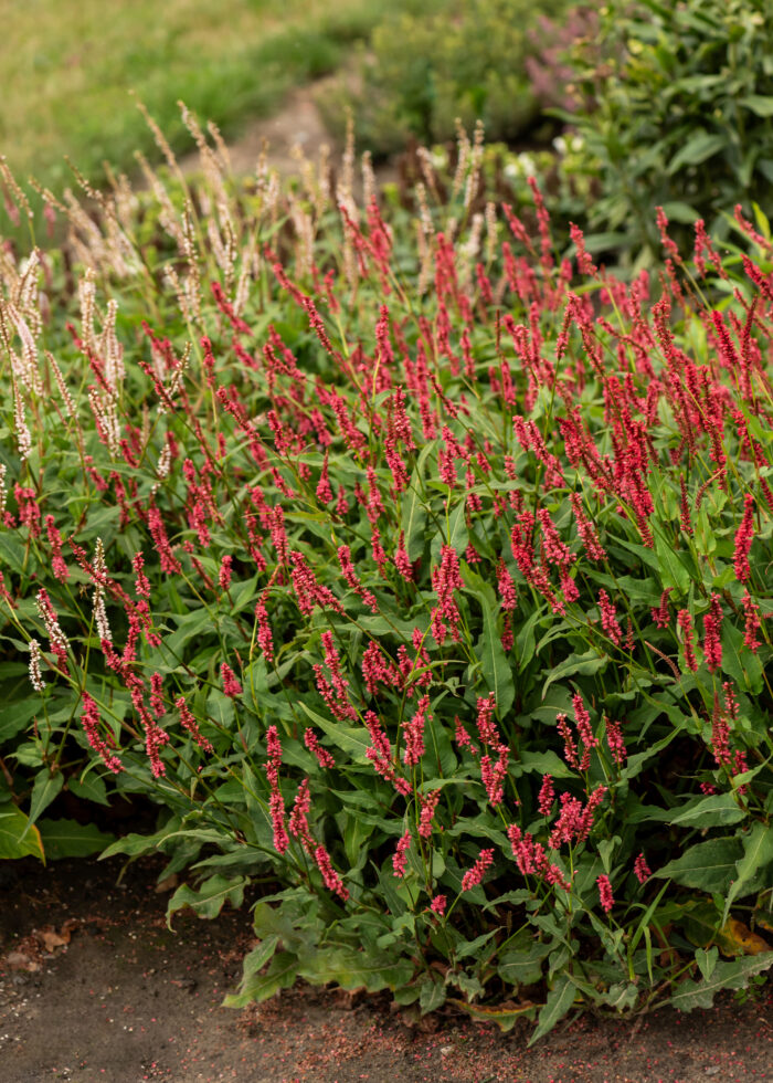 Rdest himalajski „Keep Smiling” - Persicaria amplexicaulis Keep Smiling - Image 4