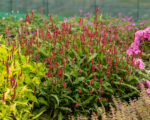 Rdest himalajski „Keep Smiling” - Persicaria amplexicaulis Keep Smiling - Image 5