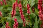 Rdest himalajski „Keep Smiling” - Persicaria amplexicaulis Keep Smiling