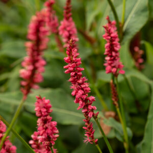 Rdest himalajski „Keep Smiling” - Persicaria amplexicaulis Keep Smiling