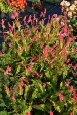 Rdest himalajski „Keep Smiling” - Persicaria amplexicaulis Keep Smiling - Image 6