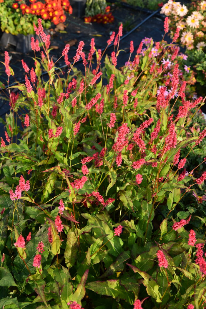 Rdest himalajski „Keep Smiling” - Persicaria amplexicaulis Keep Smiling - Image 6