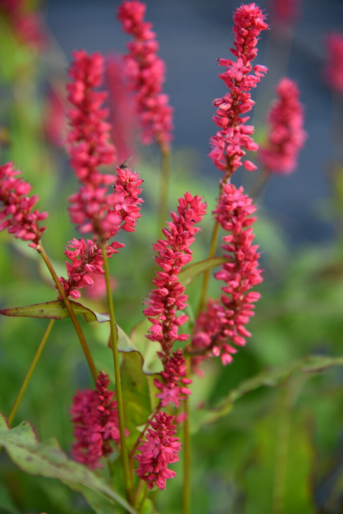 Rdest himalajski „Keep Smiling” - Persicaria amplexicaulis Keep Smiling - Image 2