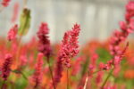 Rdest himalajski „Keep Smiling” - Persicaria amplexicaulis Keep Smiling - Image 3