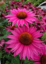 Jeżówka „JS Roho” - Echinacea purpurea JS Roho