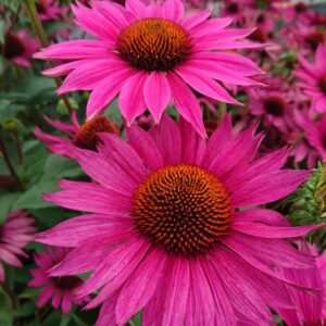 Jeżówka „JS Roho” - Echinacea purpurea JS Roho