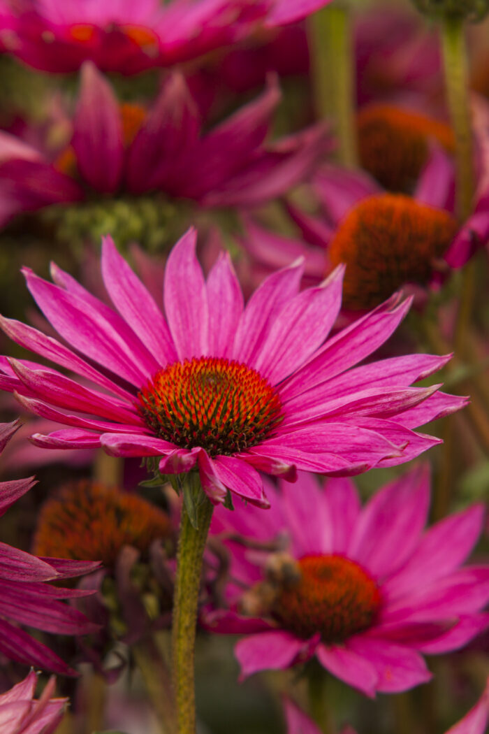 Jeżówka „JS Roho” - Echinacea purpurea JS Roho - Image 2