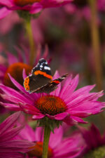 Jeżówka „JS Roho” - Echinacea purpurea JS Roho - Image 3