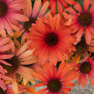 Jeżówka „Julia” - Echinacea purpurea Julia