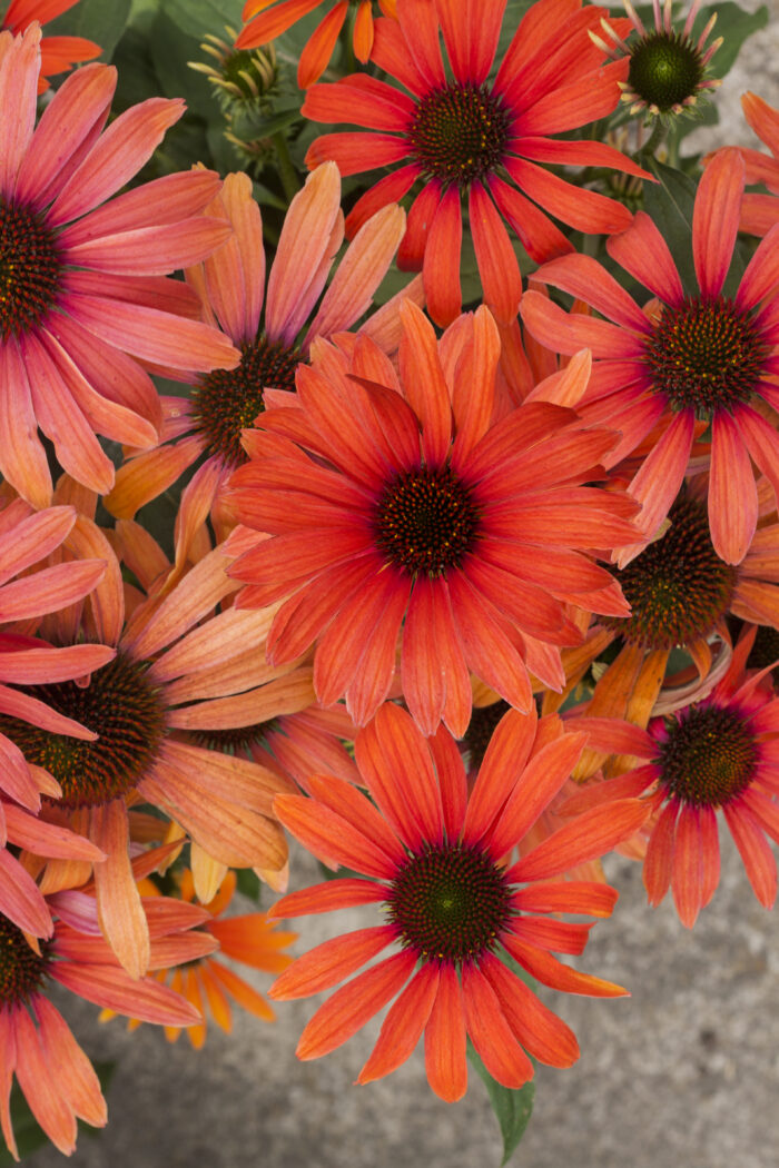 julia_echinacea-hybrida_79299_1 Jeżówka „Julia” - Echinacea purpurea Julia - Image 1
