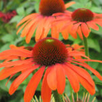 Jeżówka „Julia” - Echinacea purpurea Julia - Image 2