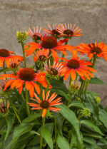 Jeżówka „Julia” - Echinacea purpurea Julia - Image 3