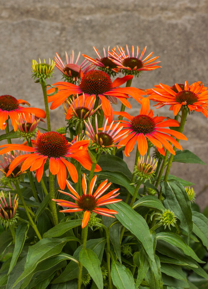 Jeżówka „Julia” - Echinacea purpurea Julia - Image 3