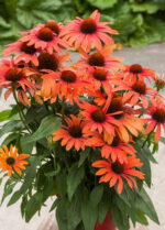 Jeżówka „Julia” - Echinacea purpurea Julia - Image 4