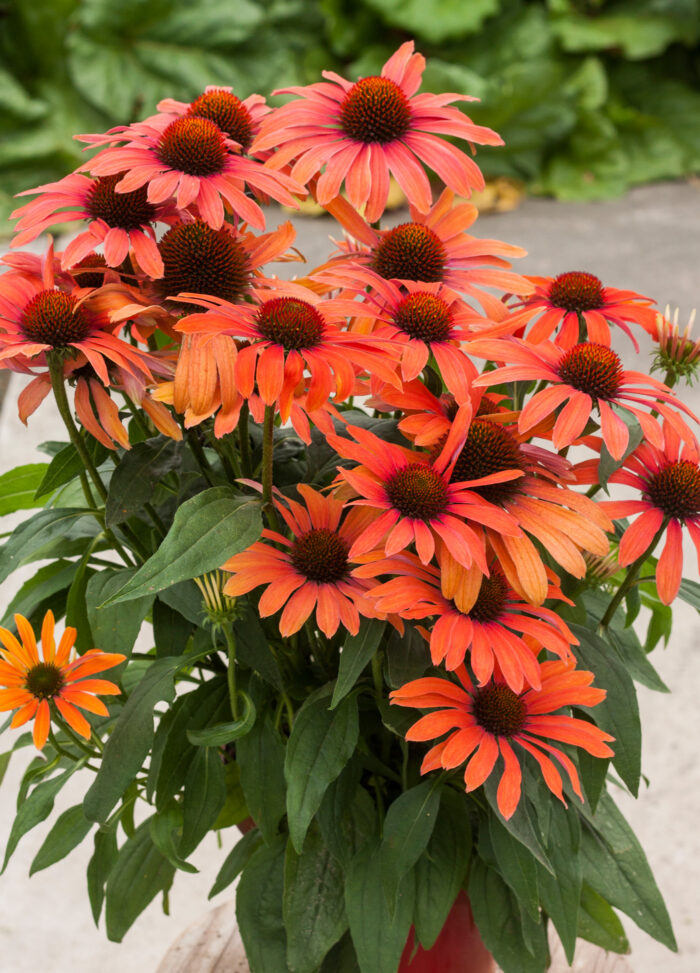 Jeżówka „Julia” - Echinacea purpurea Julia - Image 4