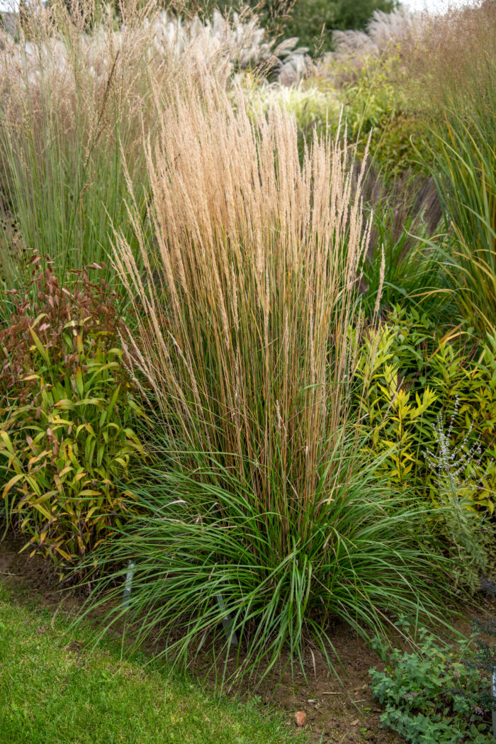 Trzcinnik ostrokwiatowy „Karl Foerster” - Calamagrostis acutiflora Karl Foester - Image 3