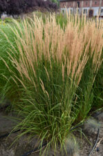 Trzcinnik ostrokwiatowy „Karl Foerster” - Calamagrostis acutiflora Karl Foester - Image 6