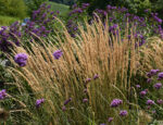 Trzcinnik ostrokwiatowy „Karl Foerster” - Calamagrostis acutiflora Karl Foester - Image 4