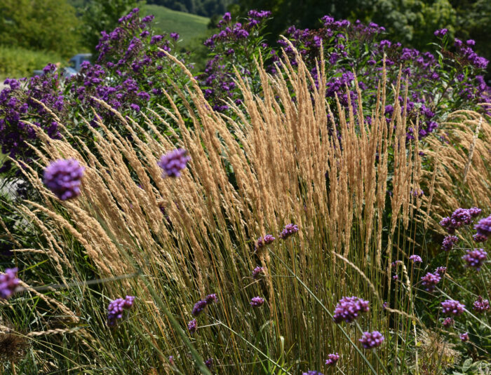 Trzcinnik ostrokwiatowy „Karl Foerster” - Calamagrostis acutiflora Karl Foester - Image 4