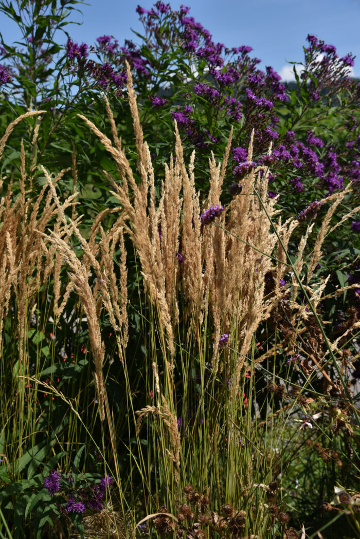 Trzcinnik ostrokwiatowy „Karl Foerster” - Calamagrostis acutiflora Karl Foester - Image 5