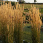 Trzcinnik ostrokwiatowy „Karl Foerster” - Calamagrostis acutiflora Karl Foester - Image 8