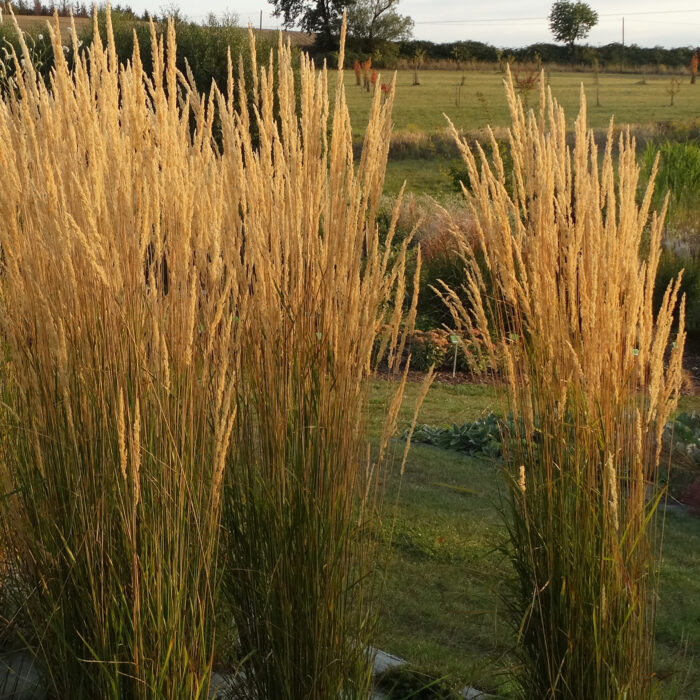 Trzcinnik ostrokwiatowy „Karl Foerster” - Calamagrostis acutiflora Karl Foester - Image 8