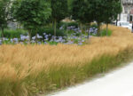 Trzcinnik ostrokwiatowy „Karl Foerster” - Calamagrostis acutiflora Karl Foester - Image 7