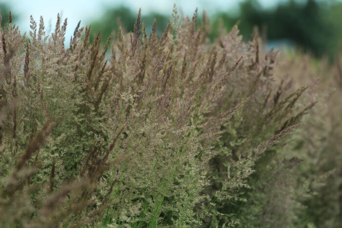 Trzcinnik ostrokwiatowy „Karl Foerster” - Calamagrostis acutiflora Karl Foester - Image 2