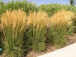 Trzcinnik ostrokwiatowy „Karl Foerster” - Calamagrostis acutiflora Karl Foester