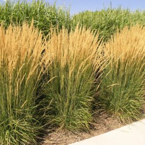 Trzcinnik ostrokwiatowy „Karl Foerster” - Calamagrostis acutiflora Karl Foester